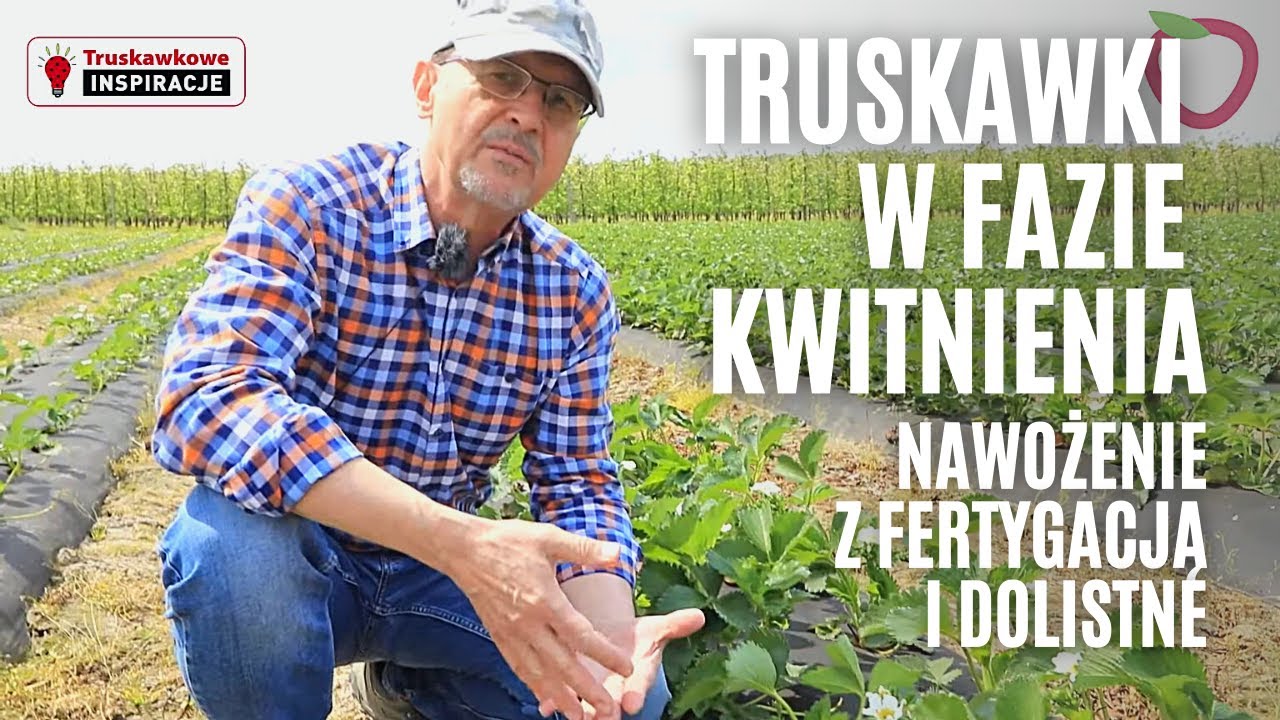 Truskawki w fazie kwitnienia - nawożenie z fertygacją i dolistne
