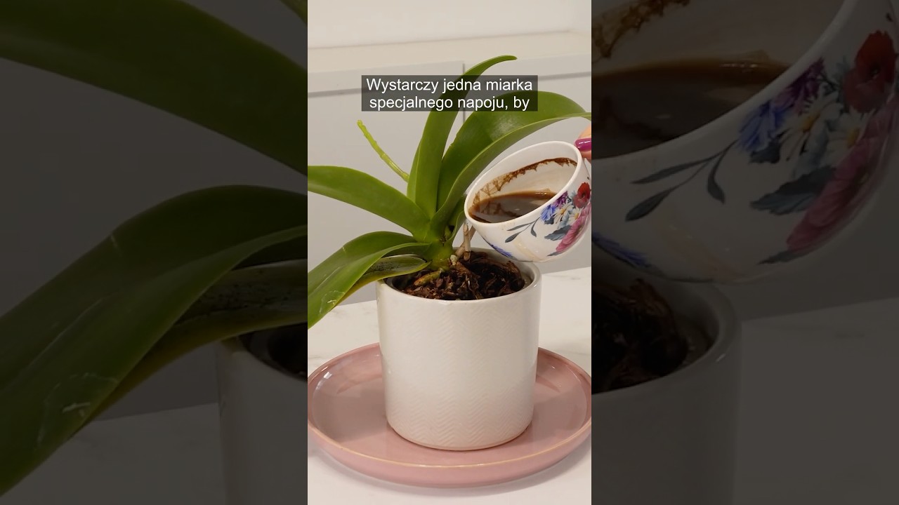 I don't water the orchid with water - this drink works wonders!
