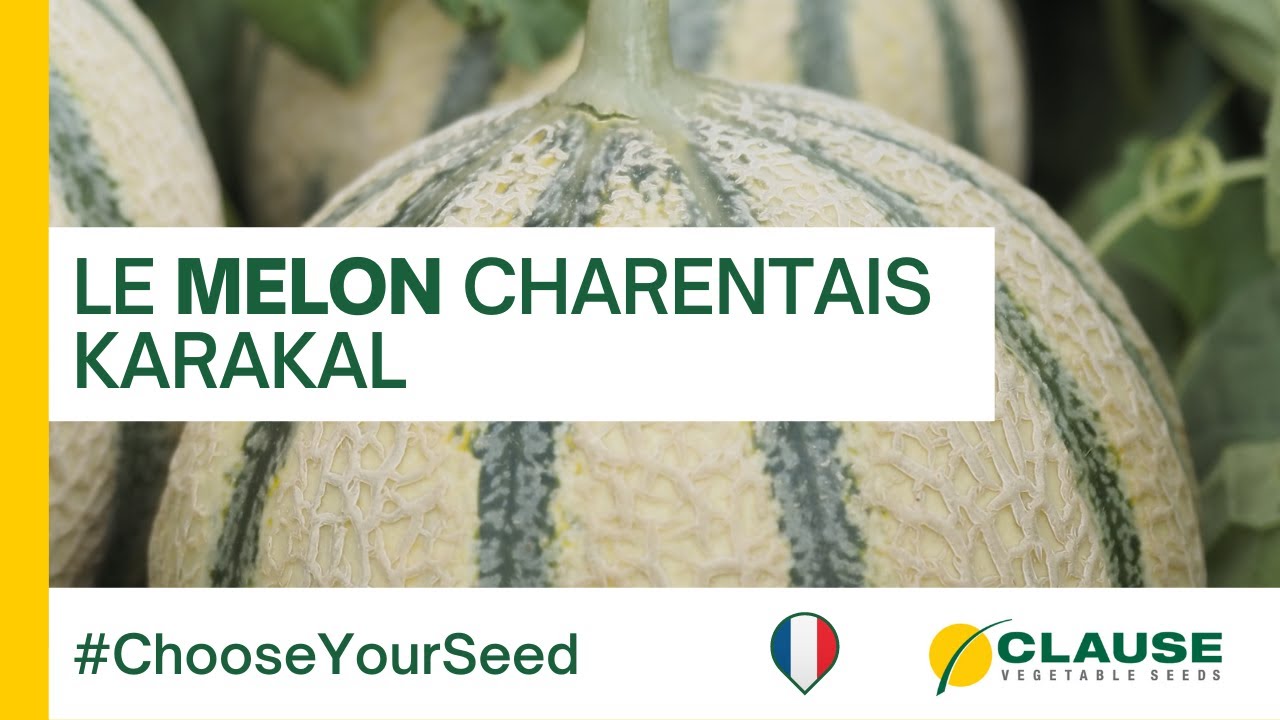 Le melon charentais KARAKAL : précocité et présentation ! - #ChooseYourSeed | HM.CLAUSE