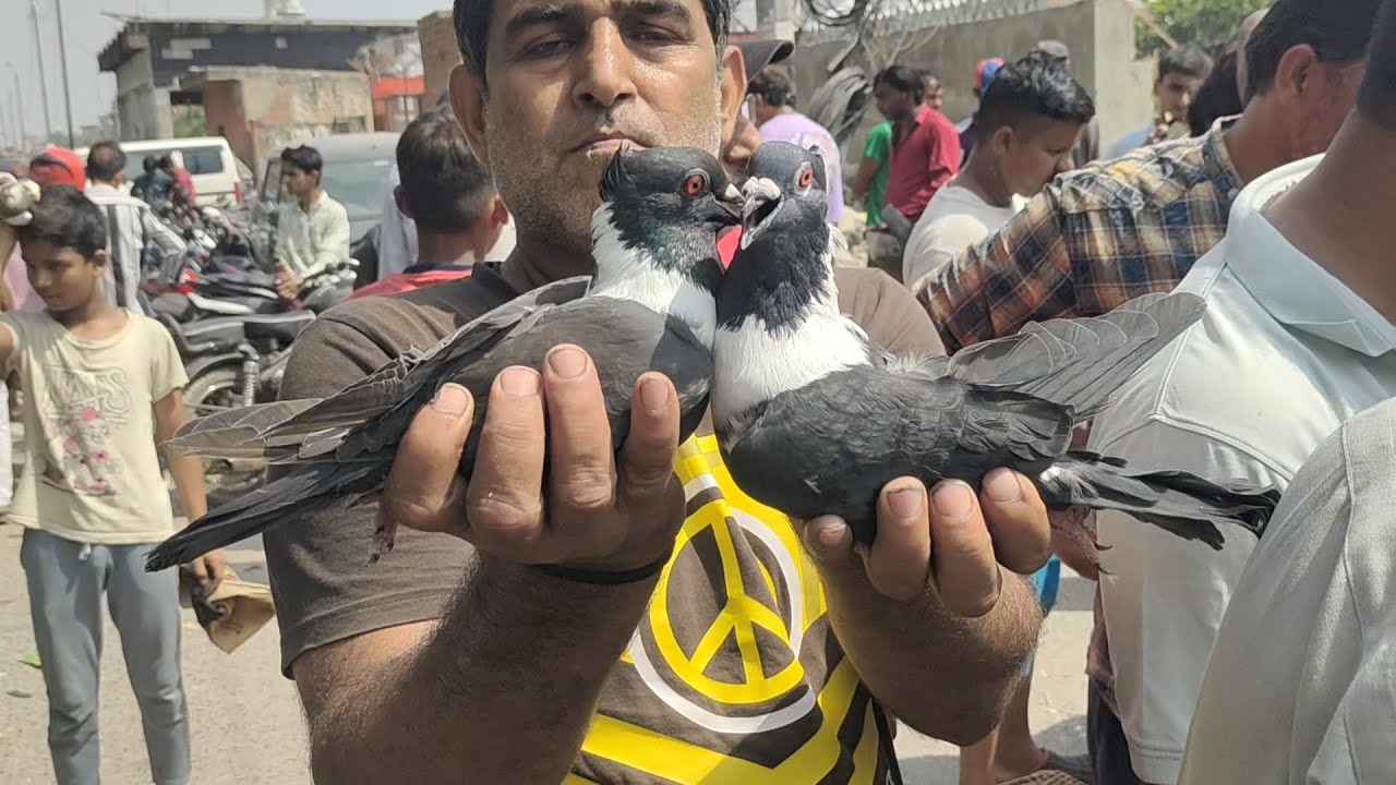 Welcome chowk kabutar market Delhi ki sabse badi pigeon market gole kabootar madrasi kabli Fancy 