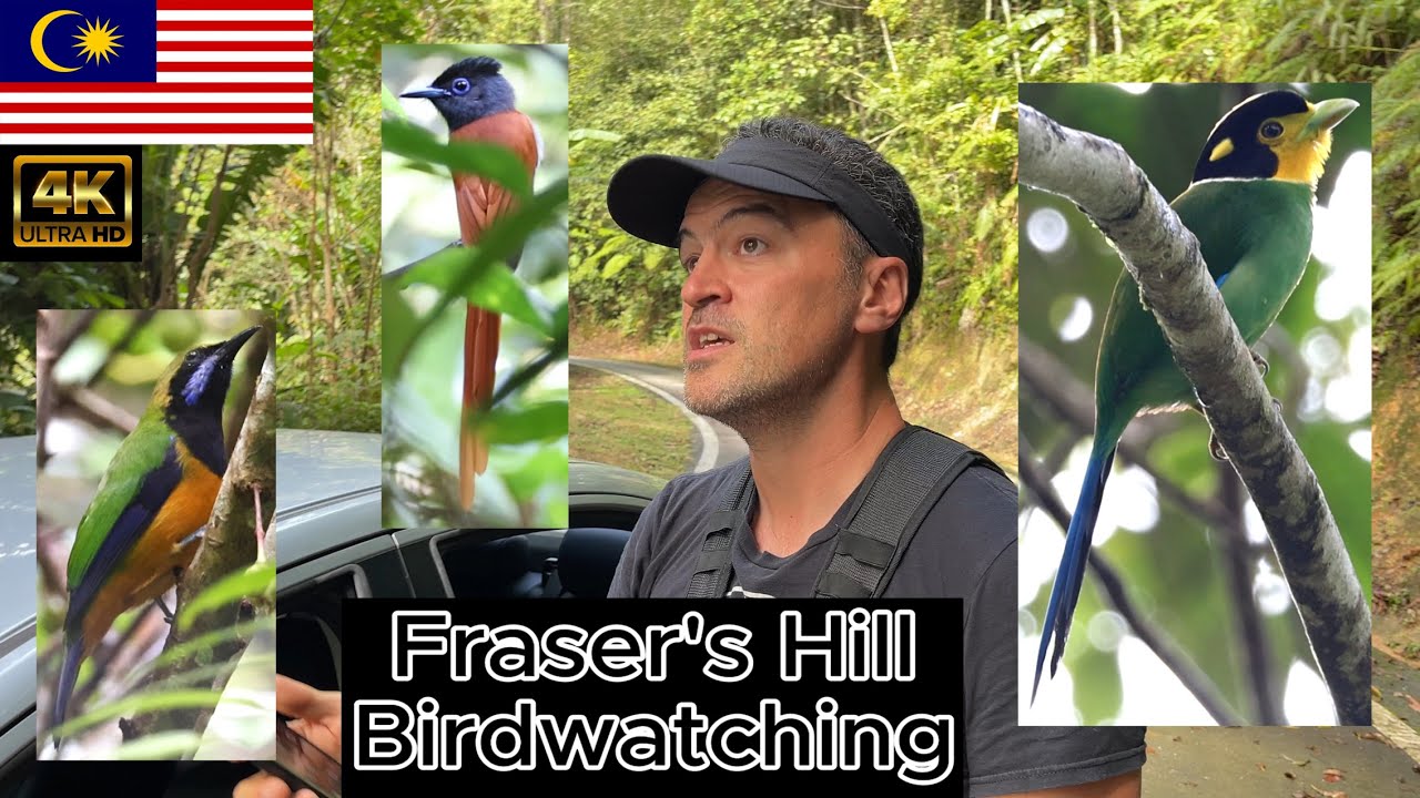 Fraser's Hill. Malaysia Birdwatching part 7. Canon R7 & RF 200-800mm.