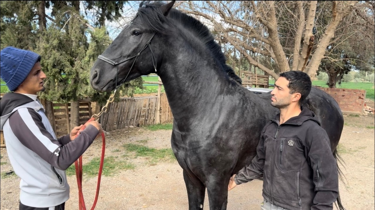 🚨فلوق بجهة شرقية جرسيف خيوول 🐴عربية بربرية للبيع من مع الكساب الشاب عبد الغني رقم الهاتف 0700229398✅
