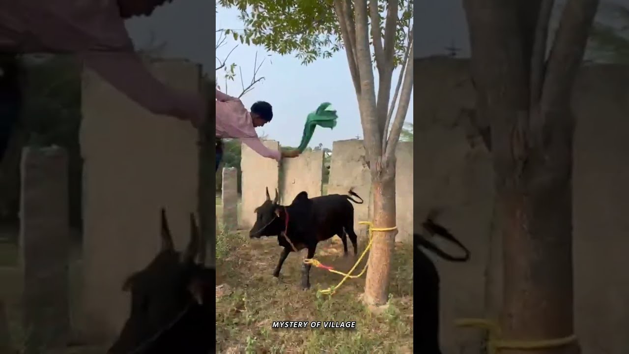 4 பல் காளை விற்பனை வீடியோ இருக்கு 9698764634