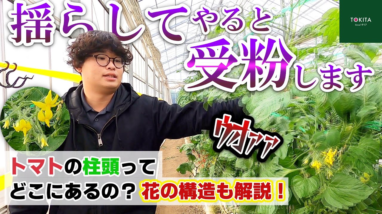 【無風のハウス】知ってた？トマトの受粉の仕組み！【高温期の対策も！】