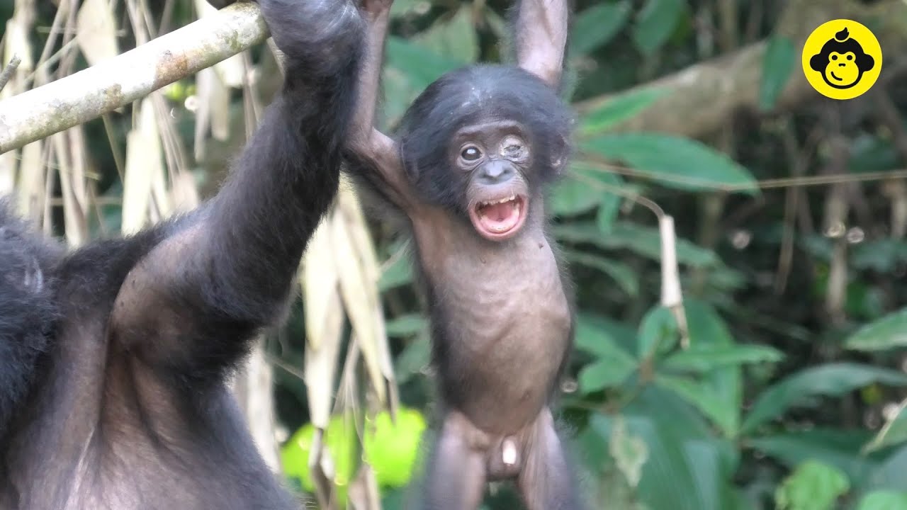 How cute an infant bonobo is!【Observations of Bonobos #153】