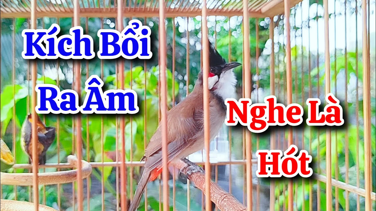 chào mào hót sáng kích bổi - luyện giọng hay ép bổi sổ bọng và căng lửa - chào mào hót đấu