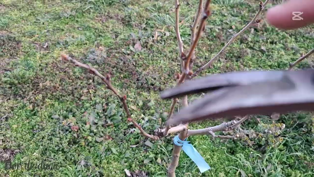 Formarea coroanei la păr după un an de vegetație