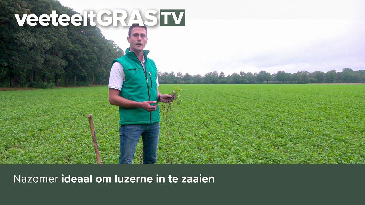 Nazomer ideaal om luzerne in te zaaien