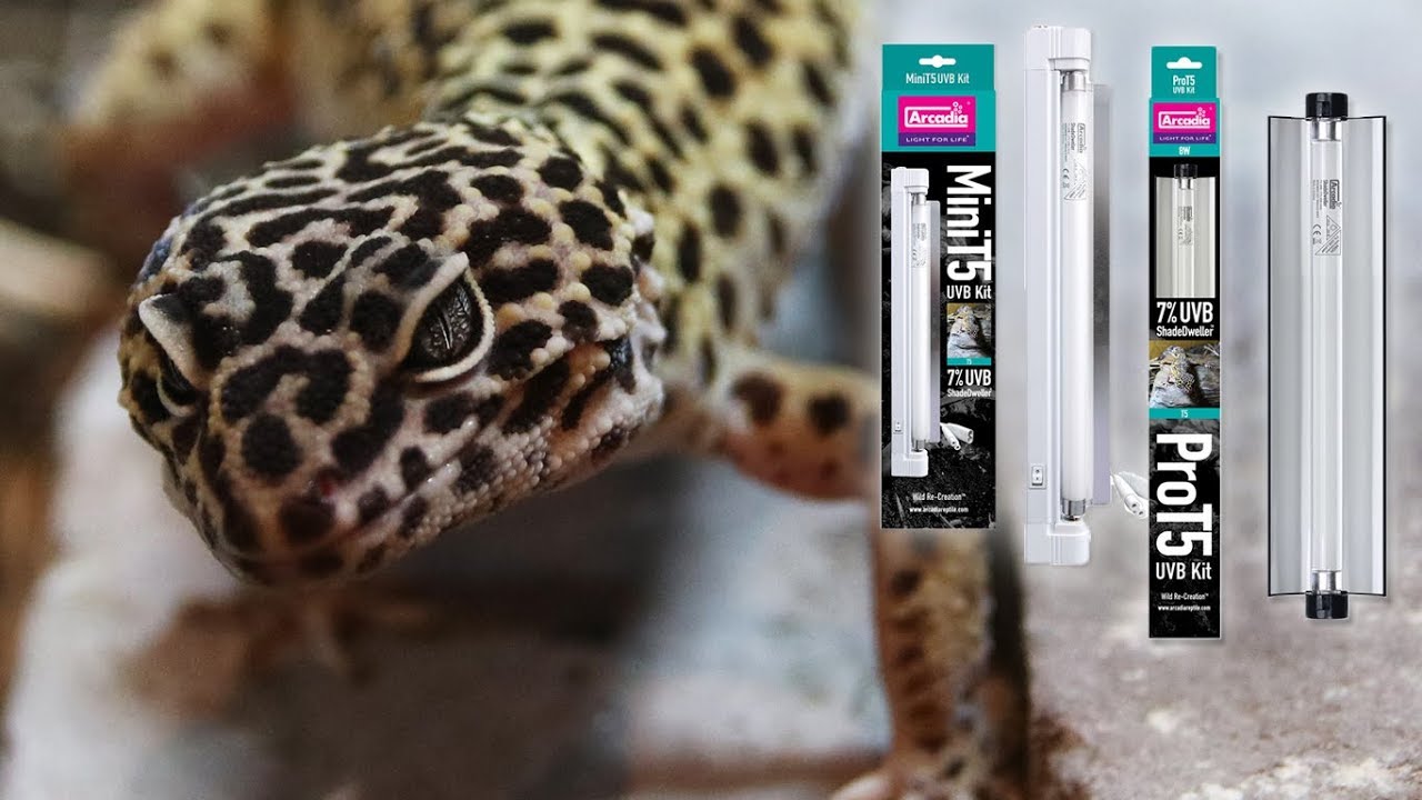 'ShadeDweller' by Arcadia Reptile,  UV-B Lighting Kits for Leopard Geckos crested geckos and Snakes.