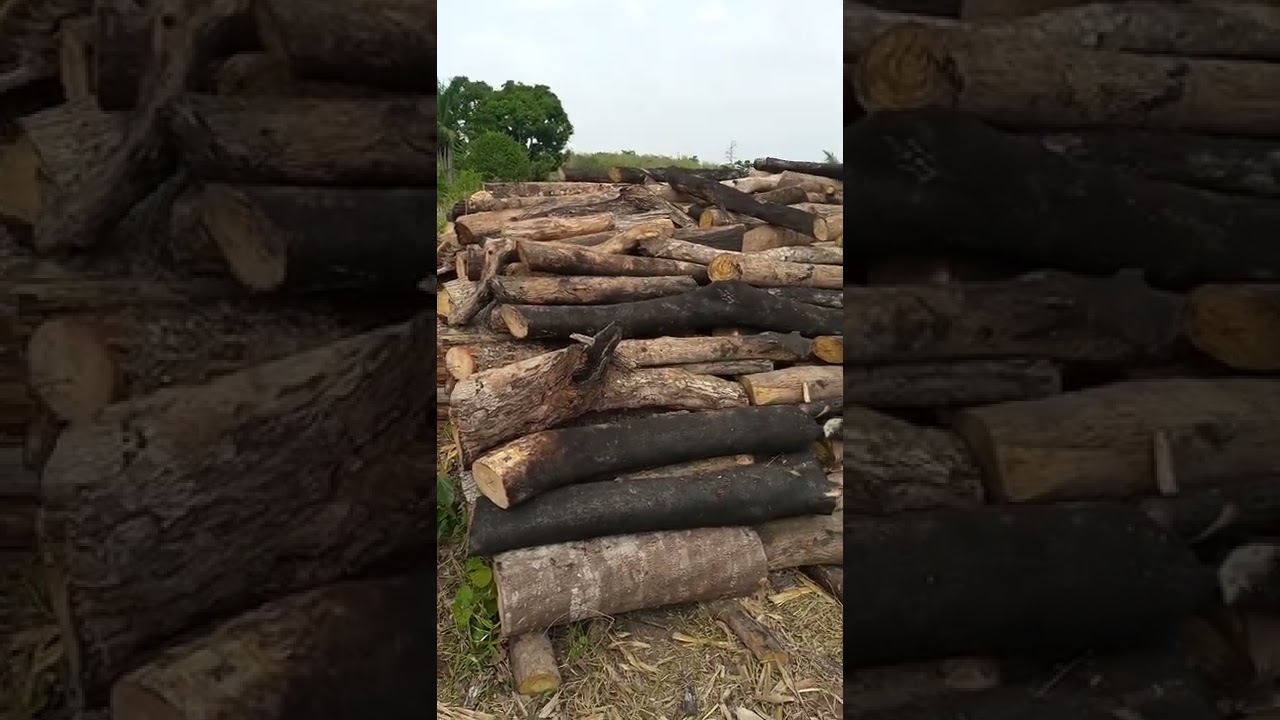 Production de Charbon de bois sur notre parcelle