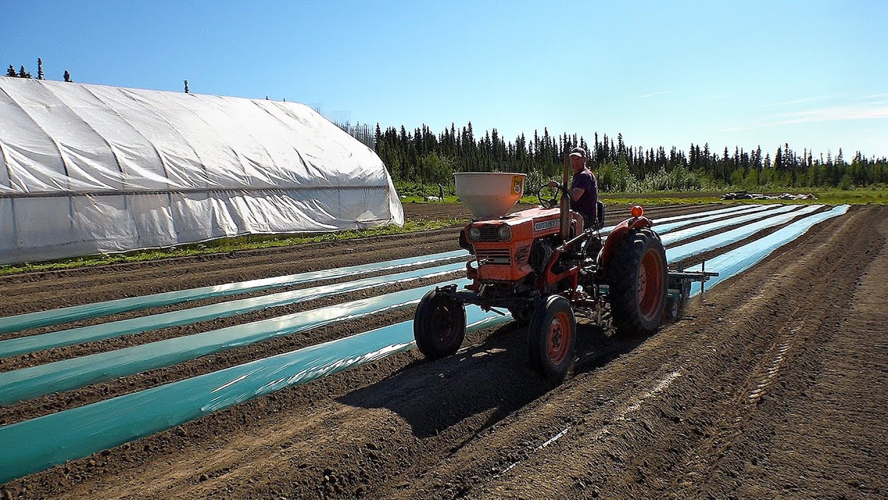 Fairbanks farmer prepares to grow cannabis