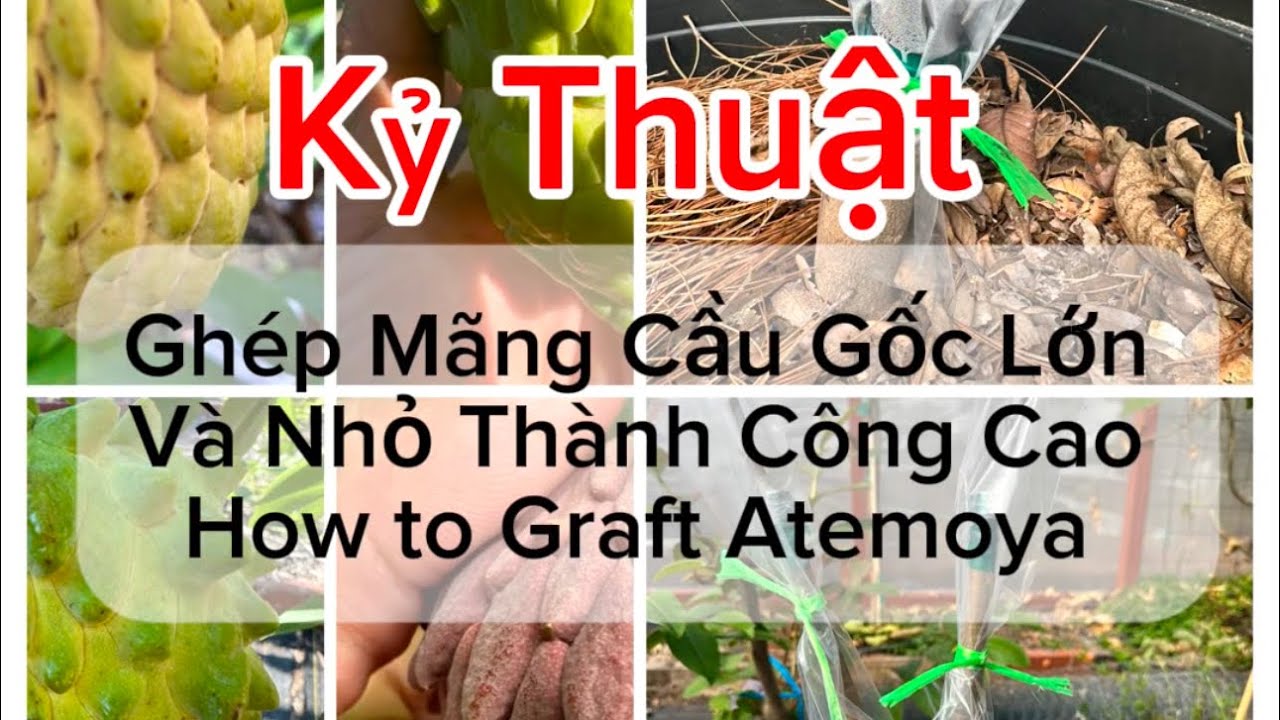 Cách Ghép Mãng Cầu Atemoya Gốc Lớn Nhỏ Rất Đơn Giản Thành Công Cao. How to Graft Atemoya Fruit Tree