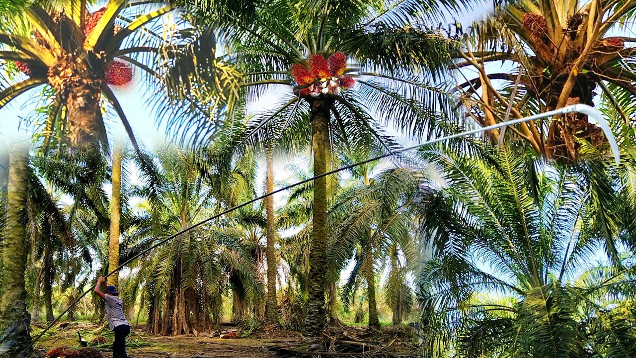 RAJANYA PANEN SAWIT POKOK TINGGI,EGREK KALAU TAJAM,KAYU SERTA PELEPAH KERAS ATASI DGN MUDAH
