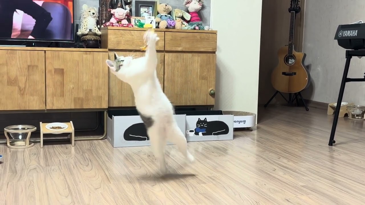 #귀여운고양이 #힐링영상 #cutecat