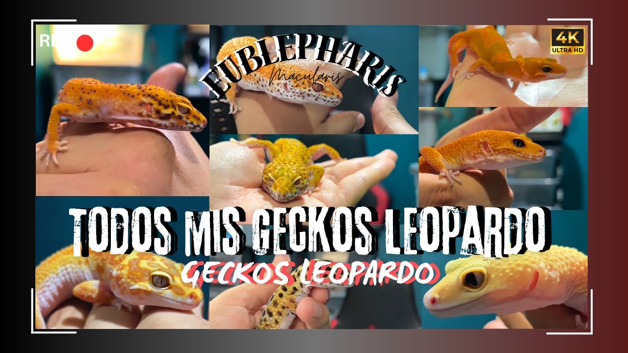 Todos Mis Geckos Leopardo 2024 #geckoleopardo #leopardgecko #gecko #geckos #eublepharismacularius