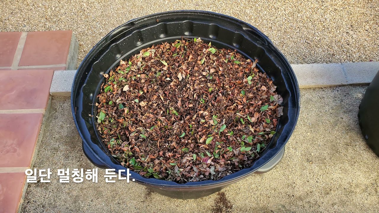 소중한 낙엽