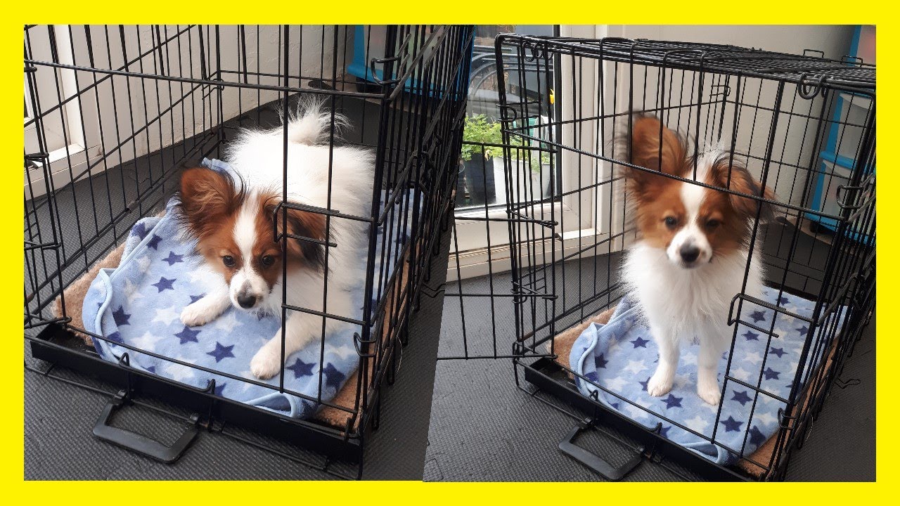 How to make Crate Training Fun - Real Time Training