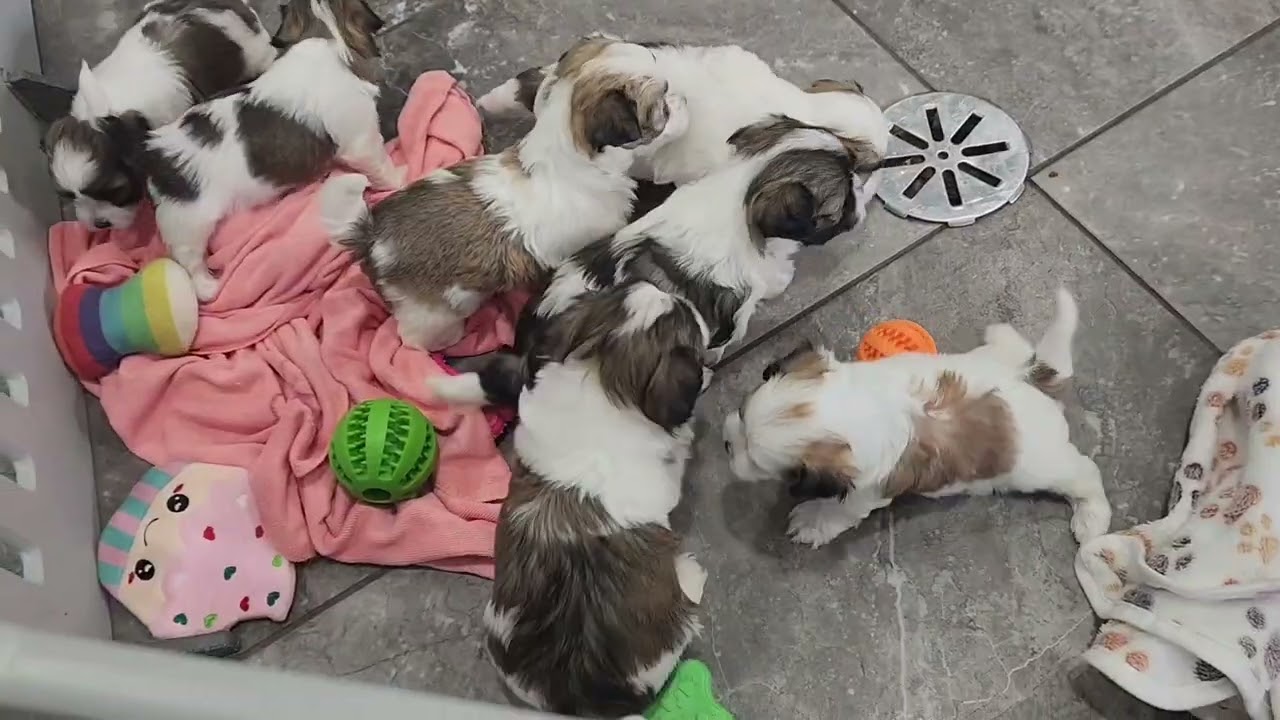 Maddie and Buster's puppies, 4 weeks old #oasispuppies #havanese 