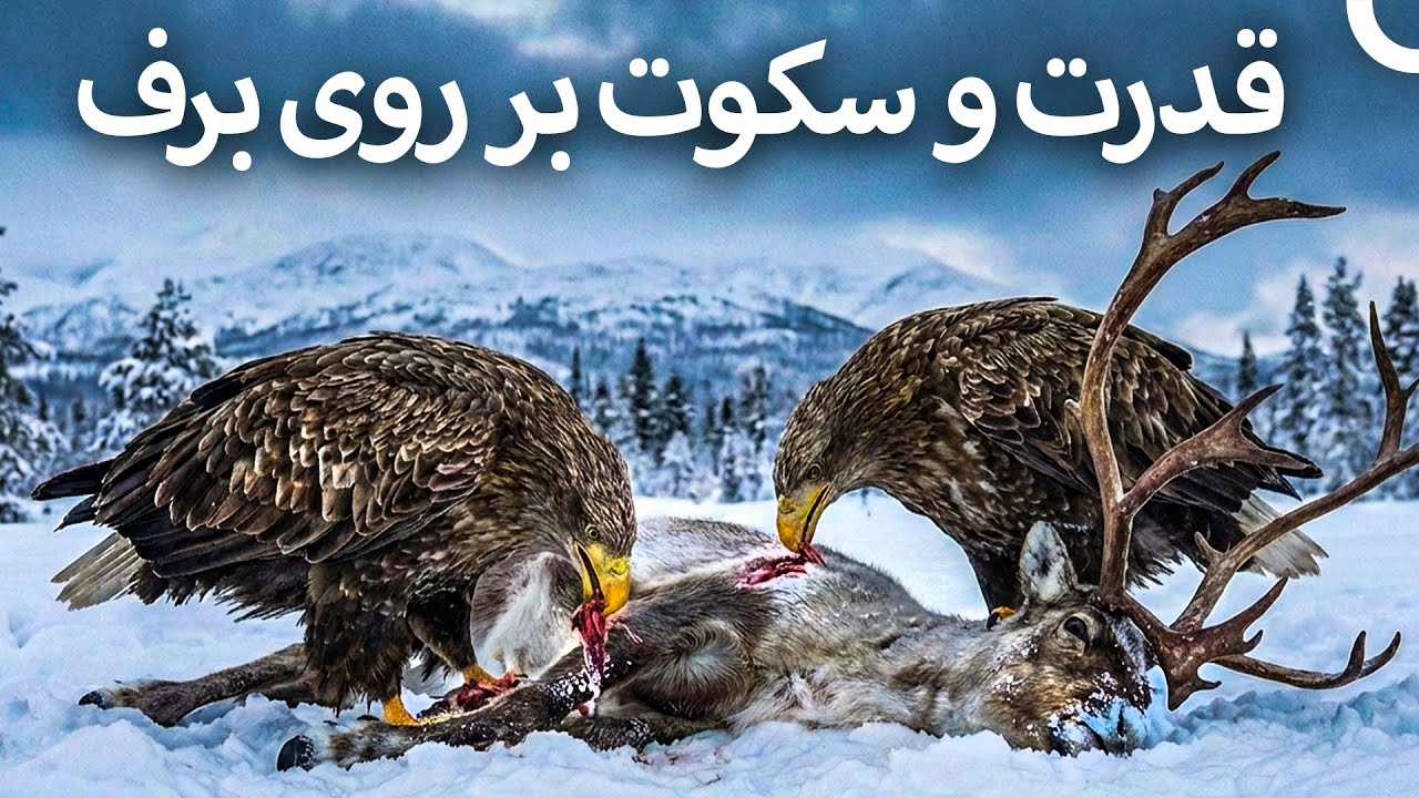 نبرد دشوار عقاب‌های دم‌سفید در شمال I شمال وحشی I مستند دوبله‌شده به فارسی
