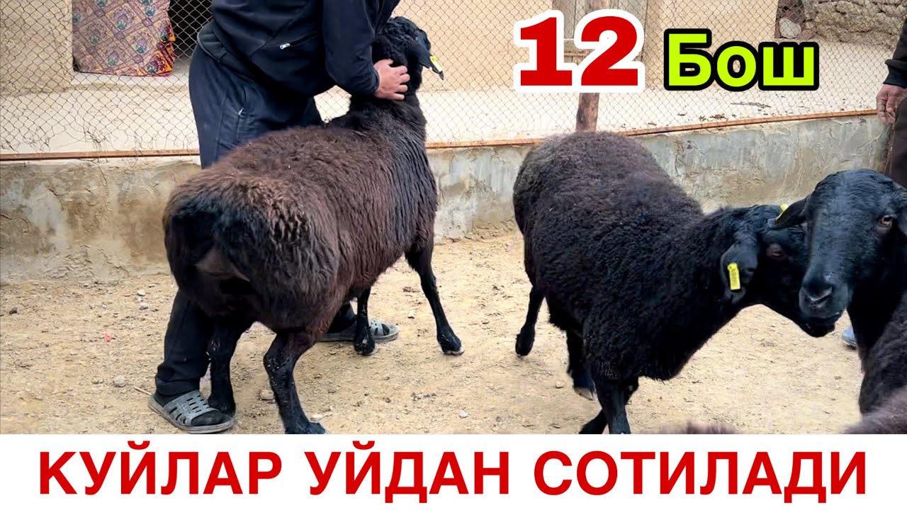 Оз Колди КАШКАДАРЁ! ☎️+998 99 216 83 30 ☎️+998 99 152 14 83