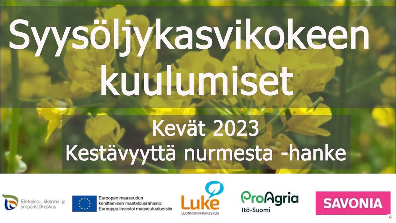 Syysöljykasvikokeen kuulumiset osa 2
