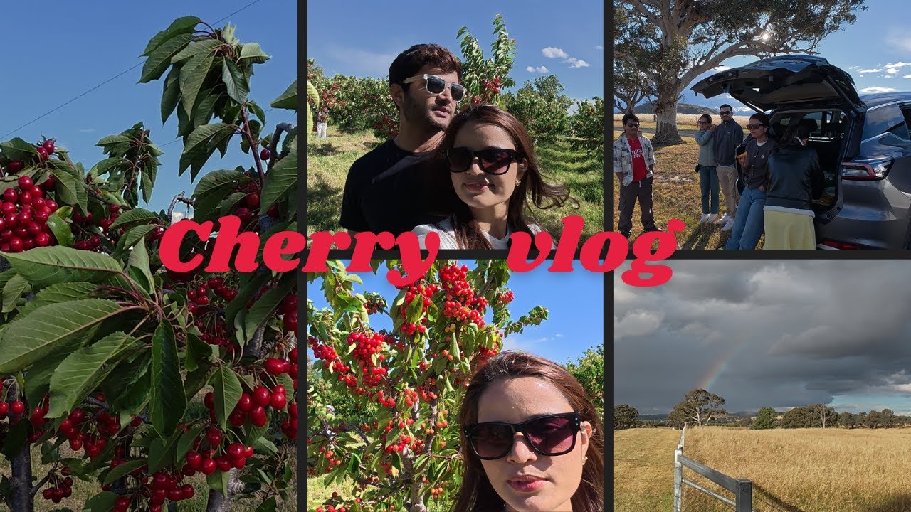 SUDDEN CHERRY PICKING PLAN || WE GOT SURPRISED AT THE CHERRY FARM ||