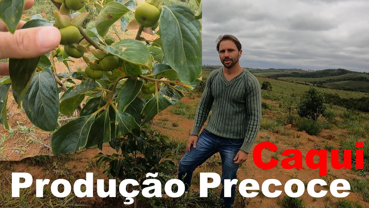 [Produção Precoce] e Adubação no Caqui