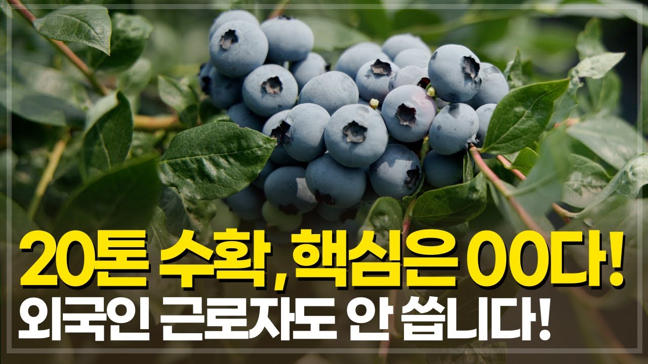 20톤 수확하지만 물량이 부족합니다, 하지만 절대 권장하지는 않습니다. 블루베리 수확량 늘리는 방법, 농촌에서 텃세 없이 살아가는 법!
