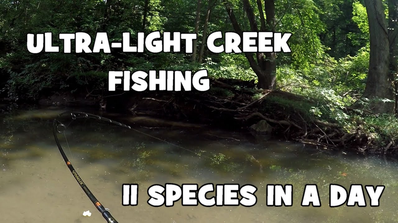 A GREAT FIND!!! 11 Species in ONE DAY at a NEW CREEK! (Give-Away Included) (Media, PA)