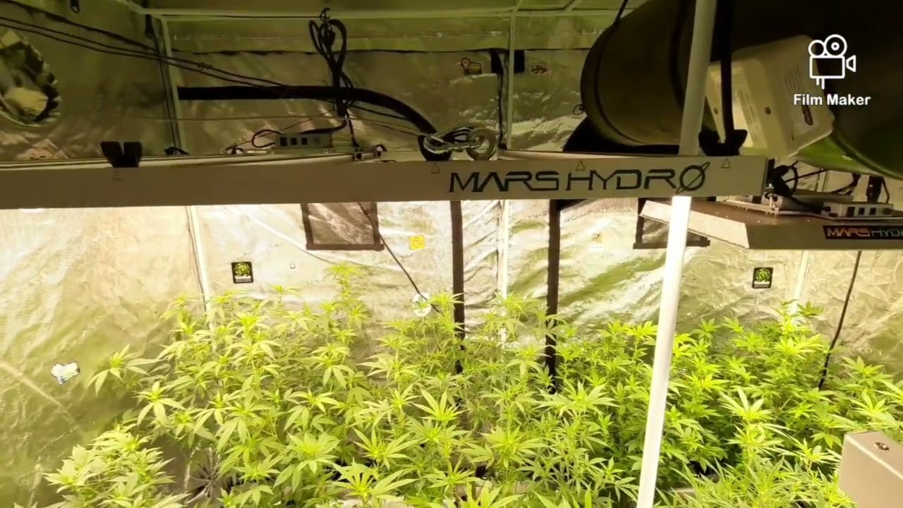 MARS HYDRO 8X8 TENT, FC-E6500, FC4800, TSW2000 AND  (NEW) STRIVE NUTRIENTS 💪