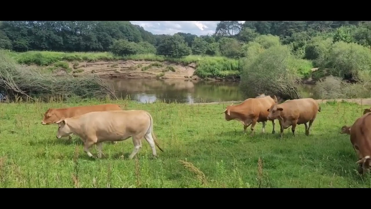 Bruchw&auml;lder im Emsland
