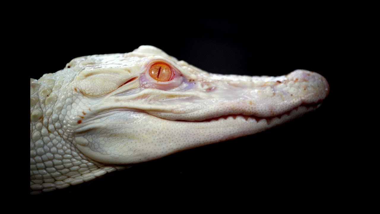 Snake Bytes TV - Daytona Reptile Expo : SnakeBytesTV
