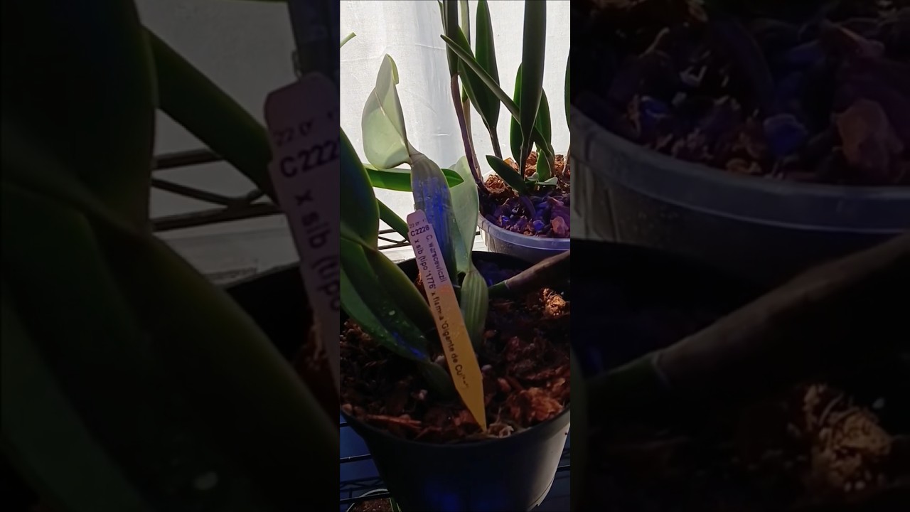 I've rescued C.warscewiczii after all.  I cut the sun burned 🍃.  #orquidias #orchids #florasrevelry