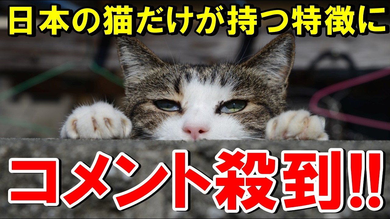 「日本の猫って他の国と次元が違うよね…」日本の猫だけが持つ特徴に世界が絶句【海外の反応】