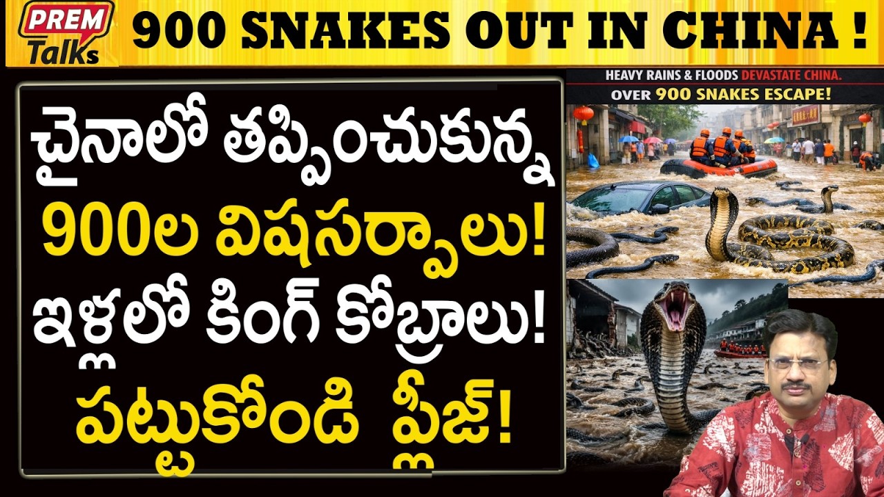చైనా నుండి తప్పించుకున్న 900 విష సర్పాలు! 900 Poison Snakes Escaped From China!