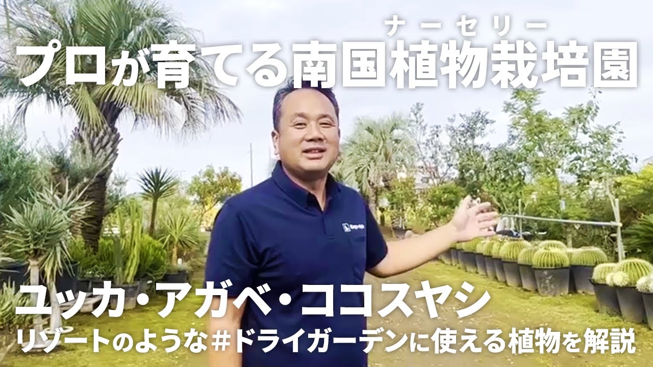 【植物栽培】ドライガーデンを彩る大人気植物ユッカ・アガベ・ココスヤシを北関東で育てる？寒い地域で南国植物を育てる農場をご紹介！【#ドライガーデン】
