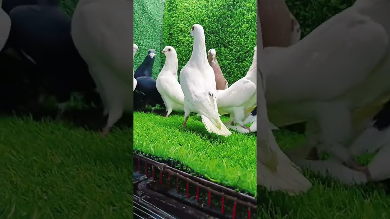 بسم الله مشاء الله♥️مجموعه حمام🕊️ دم وتقليب وجموديه👌محربين🤺 حديد وصلب💪الباشا 01212390619 