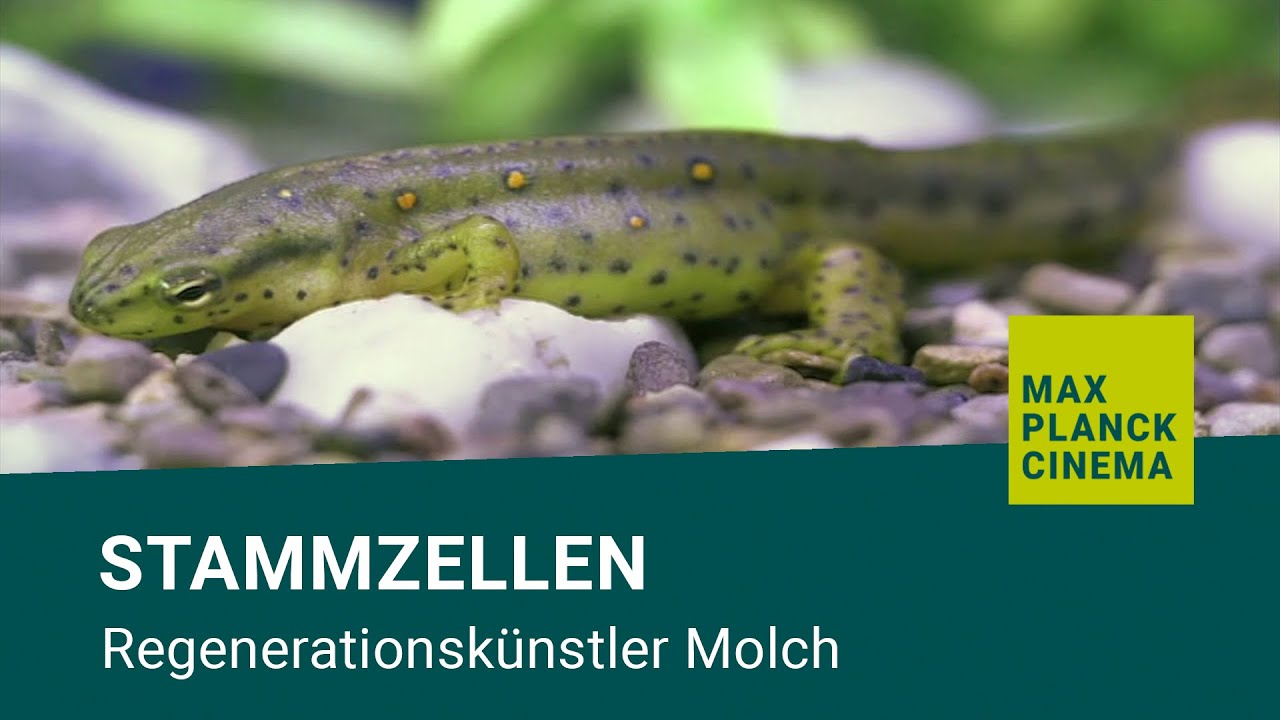 Stammzellen - Regenerationskünstler Molch