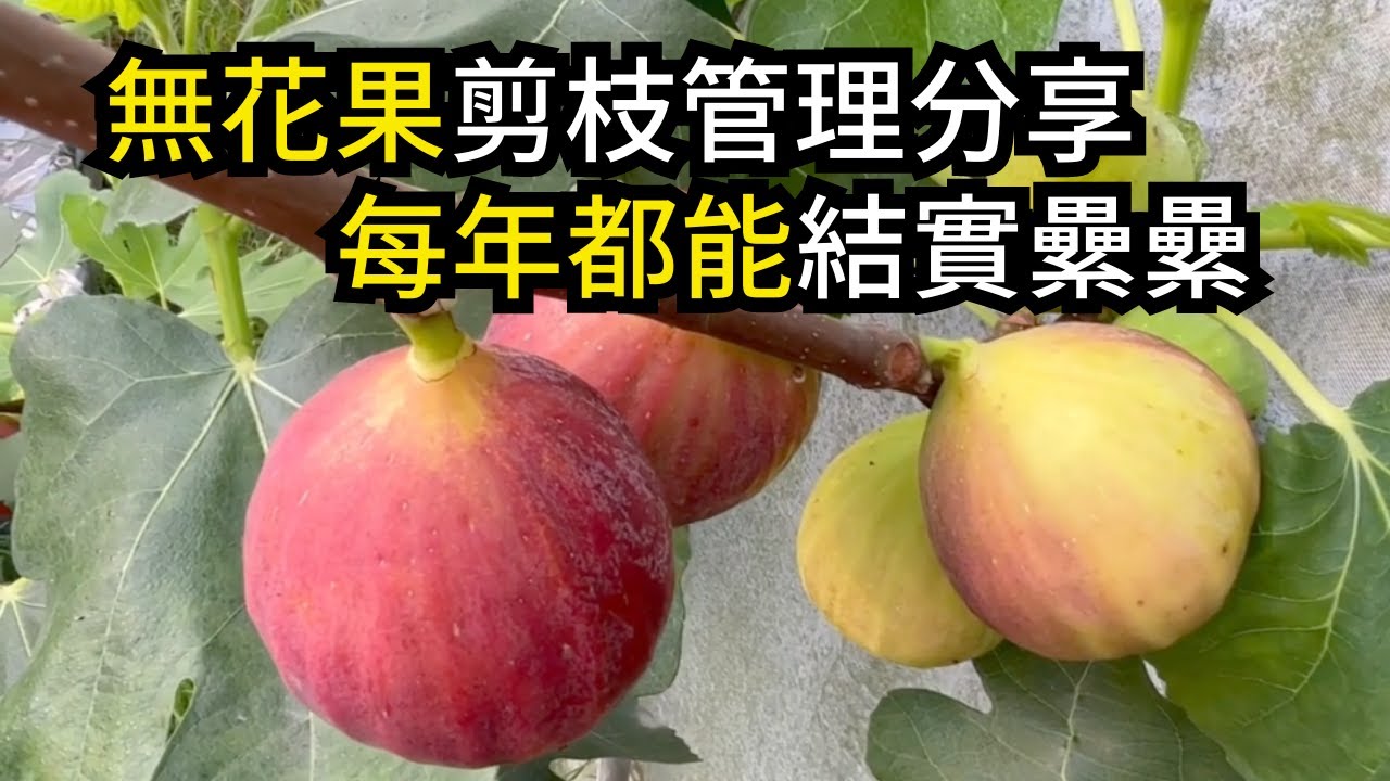 樹齡7年的無花果樹，每年仍然結實纍纍，如何做到的呢?掌握無花果剪枝管理方法，老樹也能年年結果 | 阿星種植