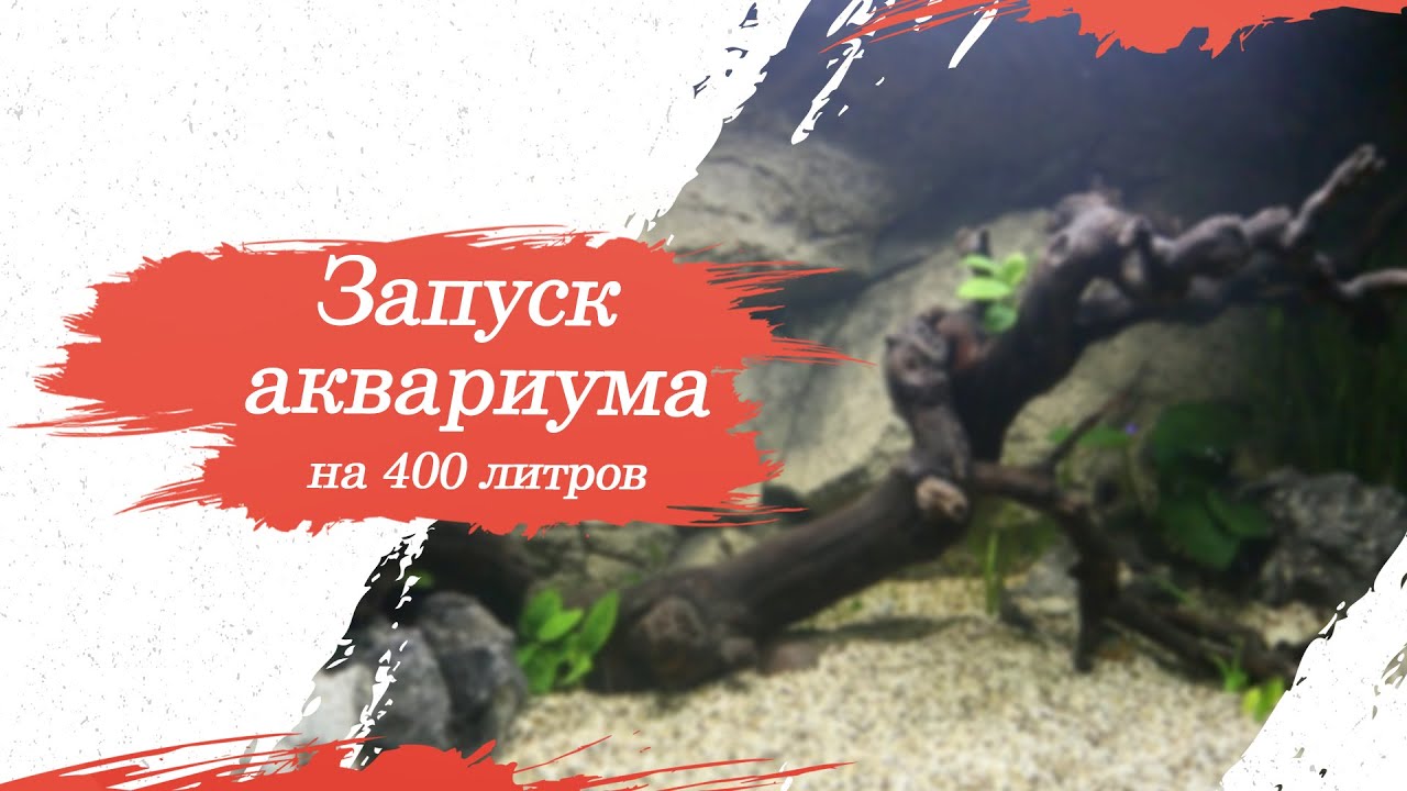 Запуск аквариума на 400 литров