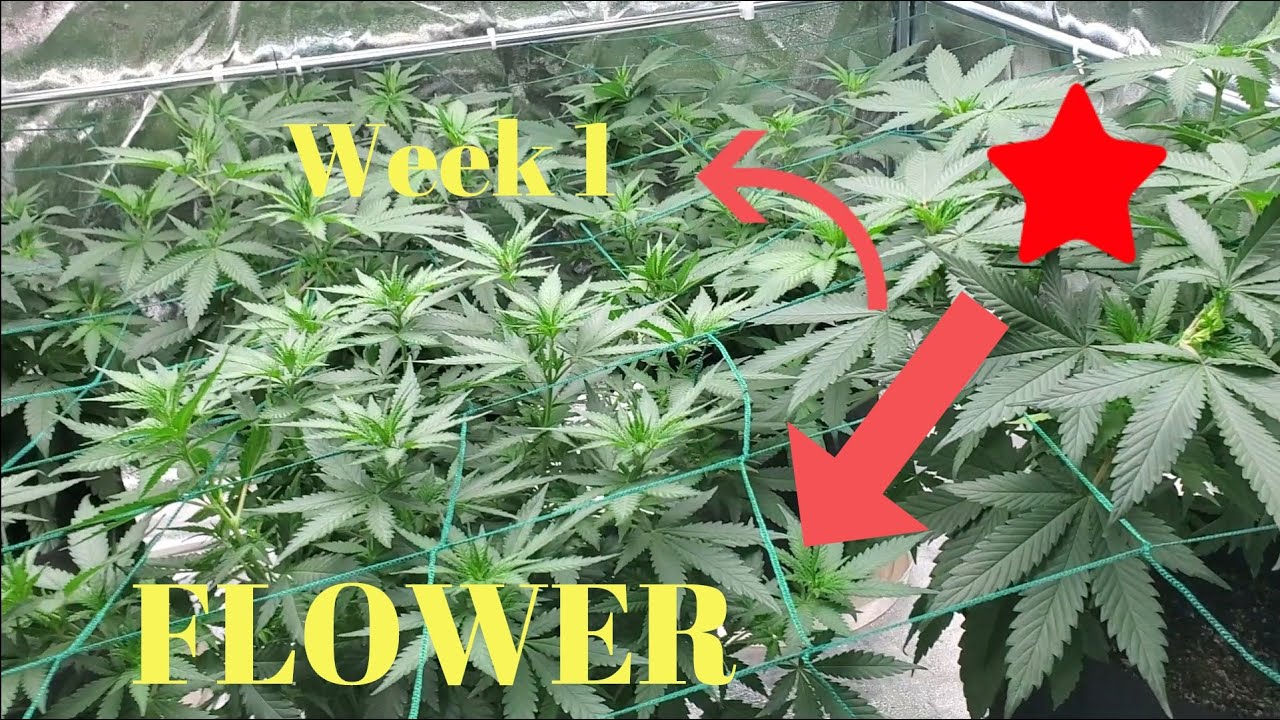 Week 1 Flower for new cannabis growers