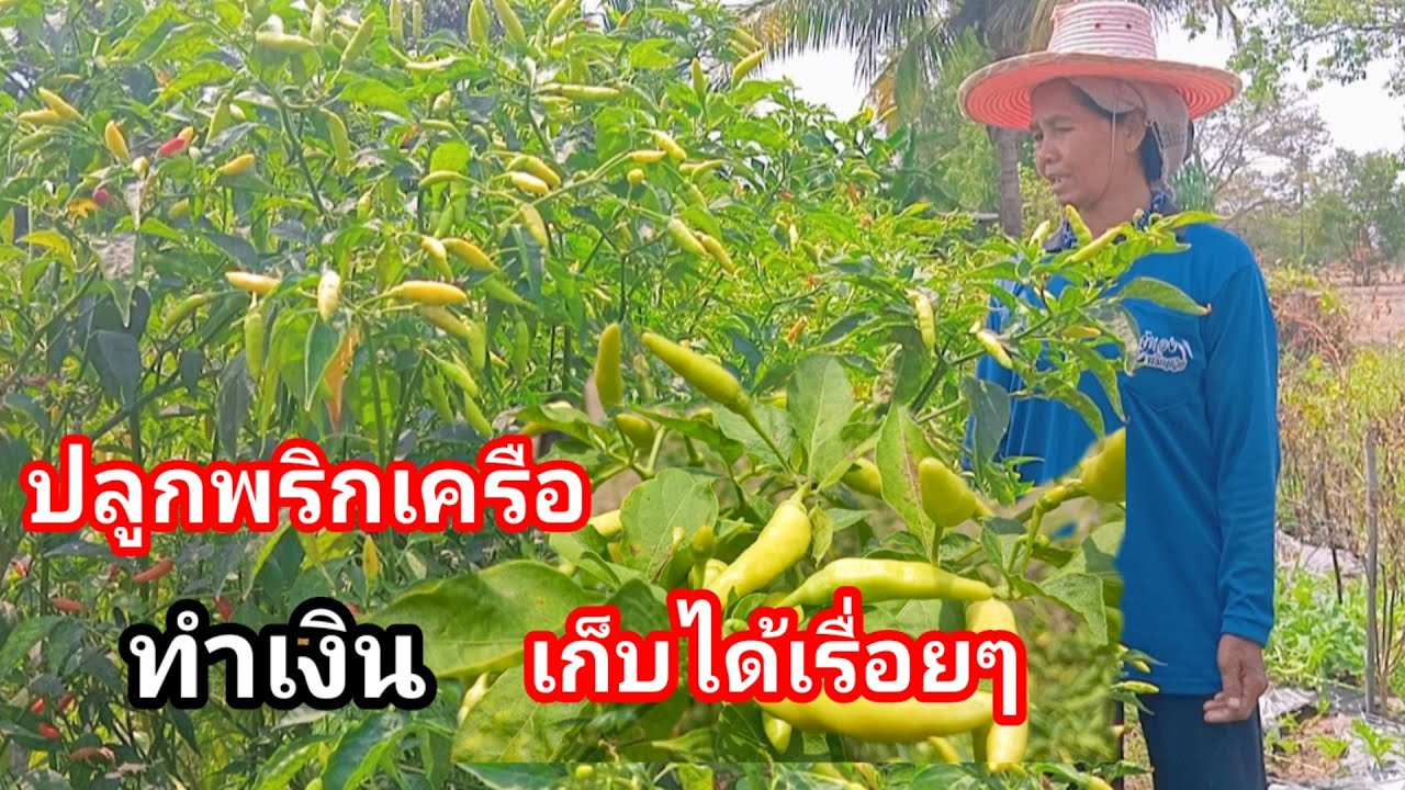 พริกน่าปลูก พริกเครือโบราณ ขายได้ตลอดตลาดไม่ตัน สามารถเก็บพันธุ์เองได้