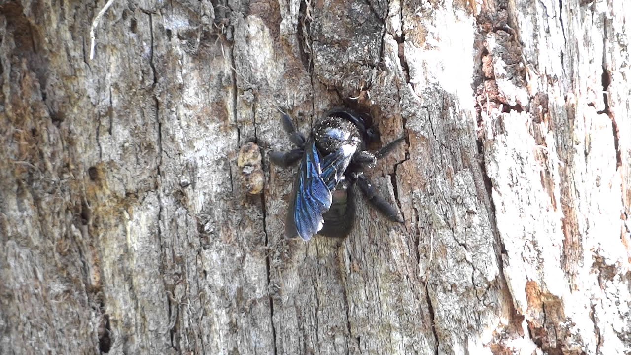 Abelha carpinteira construindo o ninho - Xylocopa - Carpenter bee nest - Solitary bee