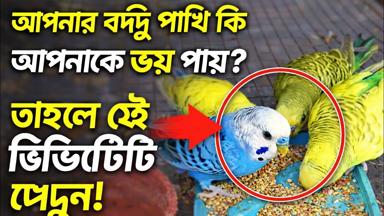 আপনার বদ্রি পাখি কি আপনাকে ভয় পায়? ভয় দূর করার সহজ উপায়!