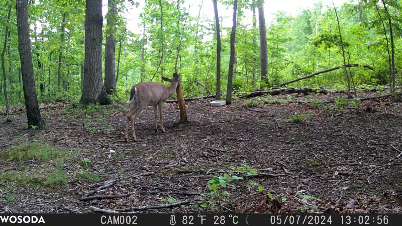 2024 May 07 - Deer Harassed by Insects [CAM002]