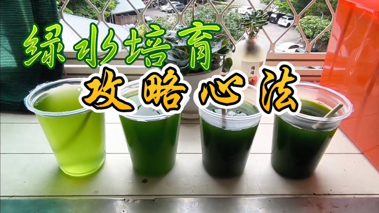 綠水培育完整攻略1--胖胖杯小球藻擴培、保種二分循環技術
