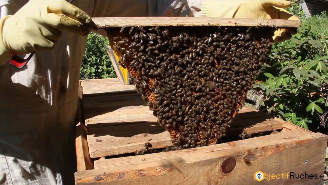 Ruche Kenyane : visite de ma ruche horizontale