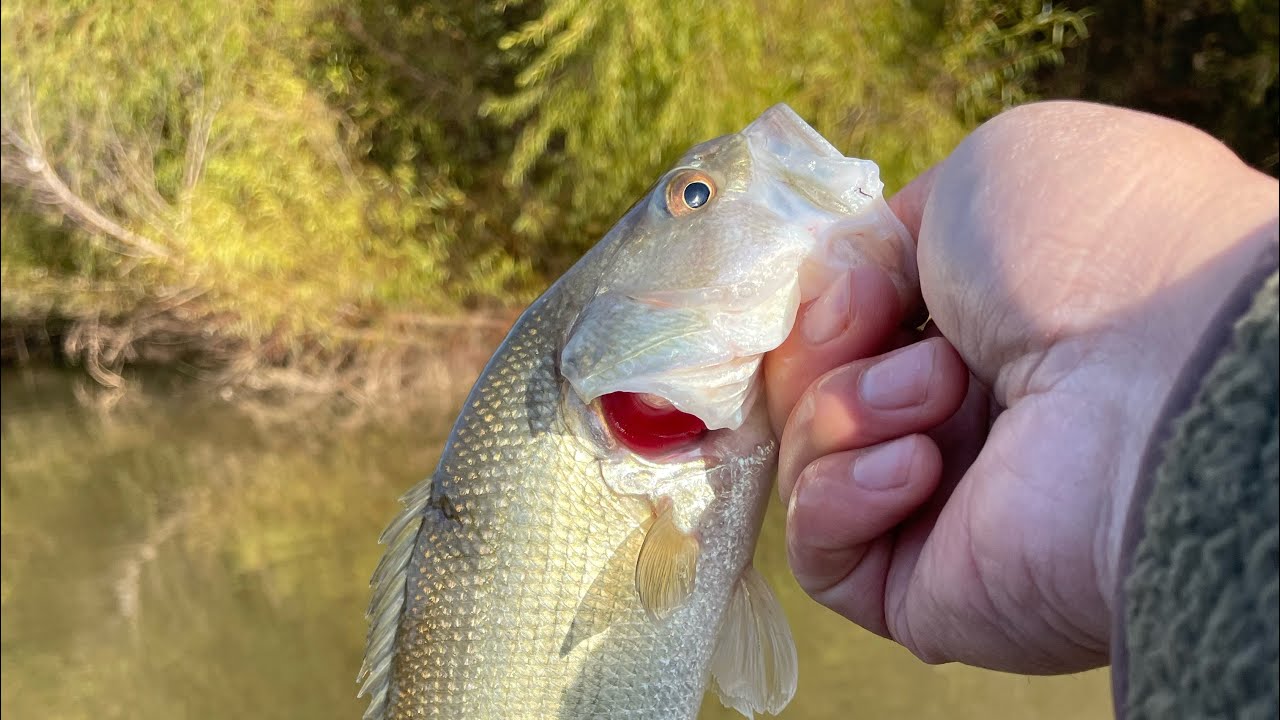 Exploring New Waters #vibekayaks #motorguide #bassfishing
