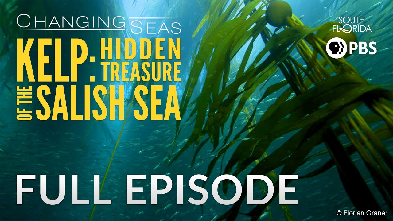 Kelp: Hidden Treasure of the Salish Sea - Full Episode