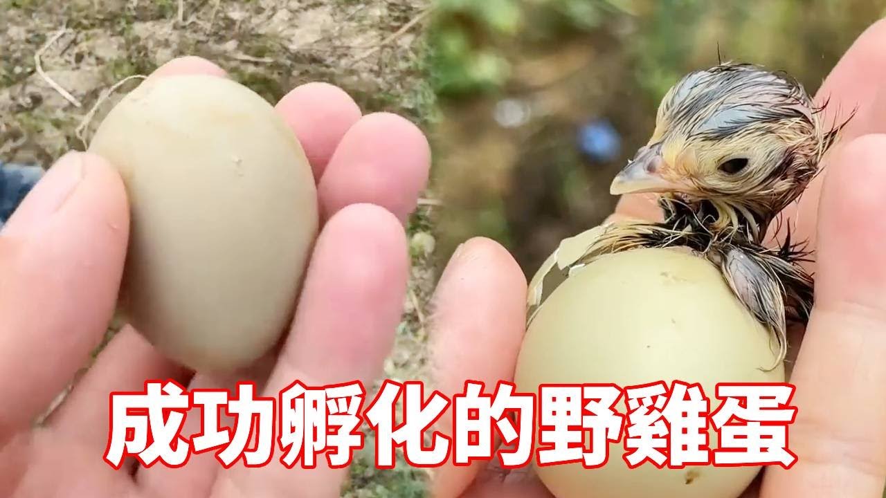 歷時25天終於成功孵化的野雞蛋！用盡自己的全部力氣，終於打開了自己的生命之門！【蒙面鸟哥】